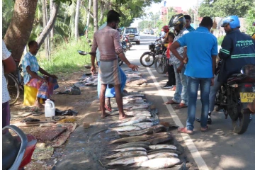 ஒன்பதாயிரம் ரூபா வரை விற்பனையாகும் கணையான் வகை மீன்கள்