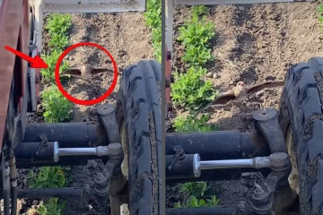 முட்டையை காக்க இயந்திரத்தையே எதிர்த்து நின்ற தாய் பறவை – இணையத்தை உலுக்கும் வீடியோ !