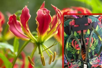 இலங்கையில் பிரபல காலணி நிறுவனத்தின் செயலால் கொந்தளித்த தமிழர்கள்!