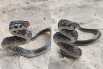 Viral Video: படமெடுத்தவரை பாய்ந்து கடிக்க வந்த பாம்பு... திகிலடைய வைத்த காட்சி