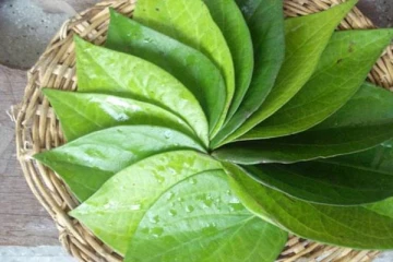 வெற்றிலை எதற்கெல்லாம் மருந்தாகிறது தெரியுமா?