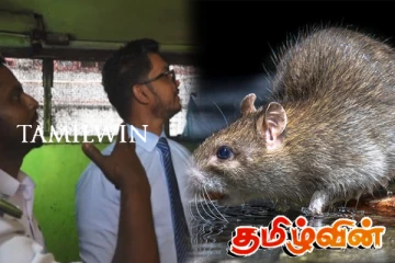 கொழும்பின் சில உணவகங்களில் எலிகள் மற்றும் பூனைகளின் அதிக ஆதிக்கம்