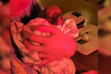 கனடாவில் நாய்க்குட்டிகள் காரணமாக கைது செய்யப்பட்ட நபர்