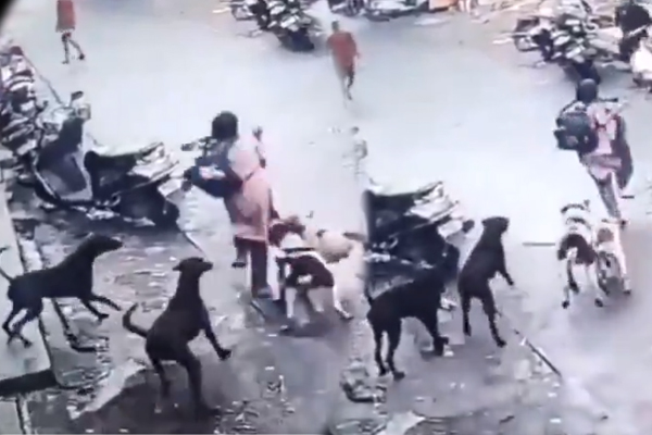 Viral Video: சிறுமியை துரத்திய நாய் கூட்டம்... நொடிப்பொழுதில் உயிர்தப்பிய திக் திக் நிமிடம் | Street Dogs Attack School Girl Viral Video