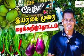றீ(ச்)ஷாவில் இயற்கை முறையிலான மரக்கறித் தோட்டம்! (காணொளி)