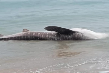 அளம்பில் கடற்கரையில் உயிரிழந்த நிலையில் 15 அடி நீள சுறா