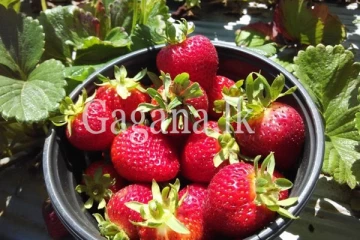 ලංකාවේ හැදුනු ස්ටෝබෙරි ගම.