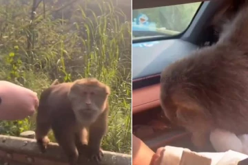 நடுரோட்டில் உணவளிக்க சென்றவருக்கு காத்திருந்த அதிர்ச்சி... வைரலாகும் காணொளி