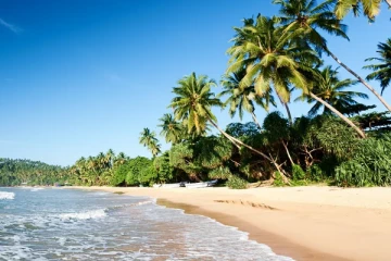 தென்னைமரத்தில் கைவைத்தால் கடும் நடவடிக்கை!