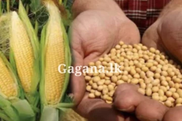 බඩ ඉරිඟු සහ සෝයා බෝංචි මෙට්‍රික් ටොන් 9,000ක් සඳහා කැබිනට් අනුමැතිය...