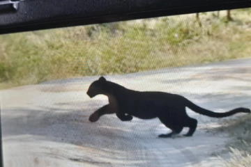 யால பூங்காவில் மற்றுமொரு அரிய வகையான கரும்புலி - பாதுகாப்பதற்கு தீவிர முயற்சி