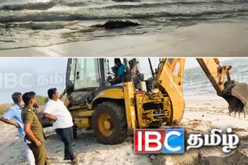 மன்னாரில் கரை ஒதுங்கிய கால்நடைகள்