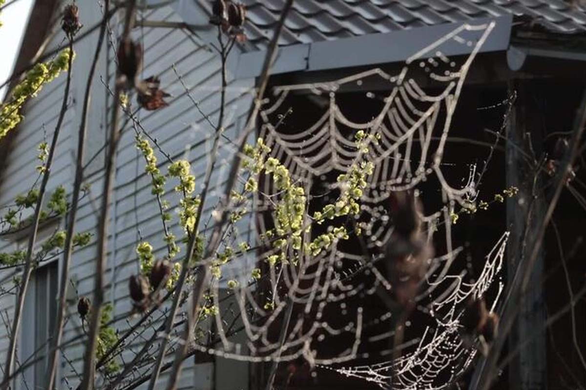 வீட்டில் சிலந்தி வலை கட்டினால் அதிர்ஷ்டமா? அபச குணமா? | Vastu Tips Spider Web Your House Good Or Bad Vibe வீட்டில் சிலந்தி வலை கட்டினால் அதிர்ஷ்டமா? அபச குணமா? | Vastu Tips Spider Web Your House Good Or Bad Vibe