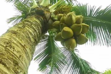 தேங்காய் பறிக்க வந்தவர் தங்க நகைகளுடன்  ஓட்டம்!