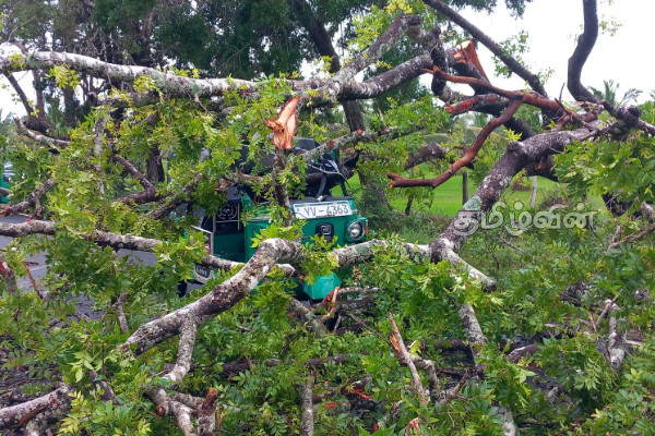 தேவிபுரத்தில் மரம் முறிந்து விழுந்ததில் முச்சக்கரவண்டி சாரதி படுகாயம் | Threewheele Rider Injured After Tree Falls