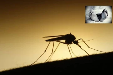 டெங்கு காய்ச்சலுக்கு உயிரிழந்தவர்களின் எண்ணிக்கை 790 ஆக உயர்வு! நாடு முழுவதும் 9,891 பேர் பாதிப்பு