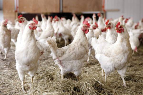 கோழி இறைச்சியின் விலை குறைப்பு | Reduction In The Price Of Chicken Meat