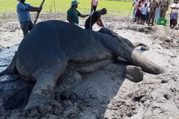 තවත් සද්ධන්තයෙකු රෝගාතුර වේ - ජීවිතය බේරා ගැනීමට අඛණ්ඩ ප්‍රතිකාර
