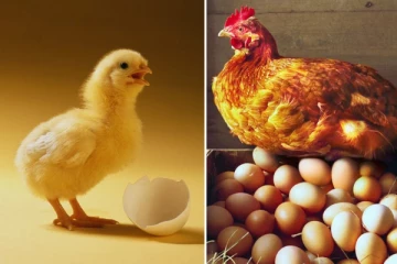 முதலில் கோழி வந்ததா முட்டை வந்ததா? கிடைத்து பதில்!