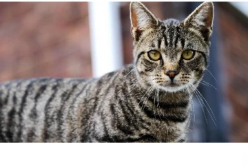 வளர்ப்பு பூனை கீறியதில் உயிரிழந்த நபர் - வீட்டில் நள்ளிரவில் நடந்த பயங்கர சம்பவம்!