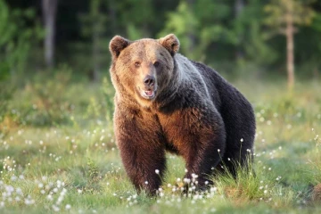 சைபீரியாவில்  16 வயது சிறுவனை உயிருடன் தின்ற கரடி!