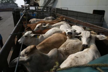 இஸ்ரேலுக்கான 16,000 ஆடு, மாடுகளுடன் சிக்கிய சரக்கு கப்பல் தொடர்பில் புதிய தகவல்