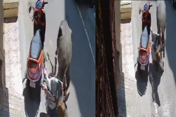 மீண்டும் மீண்டுமா? சென்னையில் பெண்ணை முட்டி தரதரவென இழுத்து சென்ற எருமை மாடு!!