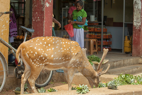 இரு நாட்களில் திடீரென உயிரிழந்த 15 மான்கள்! | 15 Deer Died Suddenly In Two Days