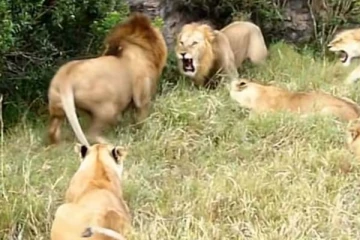 சிங்கங்களின் பயங்கரமான மோதல்: களேபரத்தை நிறுத்த போராடும் காட்சி