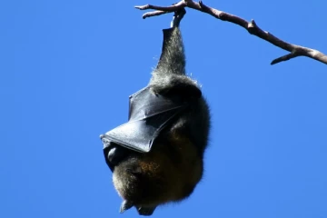 வௌவாலிடமிருந்து பரவிய வைரஸ் தொற்று: கனடாவில் பரபரப்பை ஏற்படுத்தியுள்ள சம்பவம்