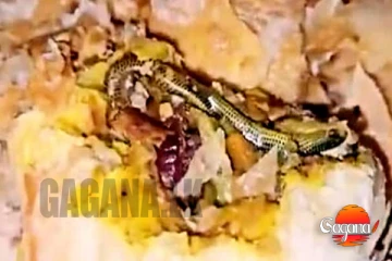 බේකරියකින් මිලදී ගත් කුකුළු මස් බනිස් එකක මිය ගිය සර්පයෙක්..