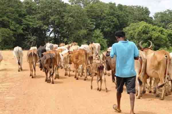 கிழக்கு மாகாண கால்நடைப் பண்ணையாளர்களுக்கு வெளியான அறிவிப்பு | Announcement Livestock Farmers I Eastern Province கிழக்கு மாகாண கால்நடைப் பண்ணையாளர்களுக்கு வெளியான அறிவிப்பு | Announcement Livestock Farmers I Eastern Province