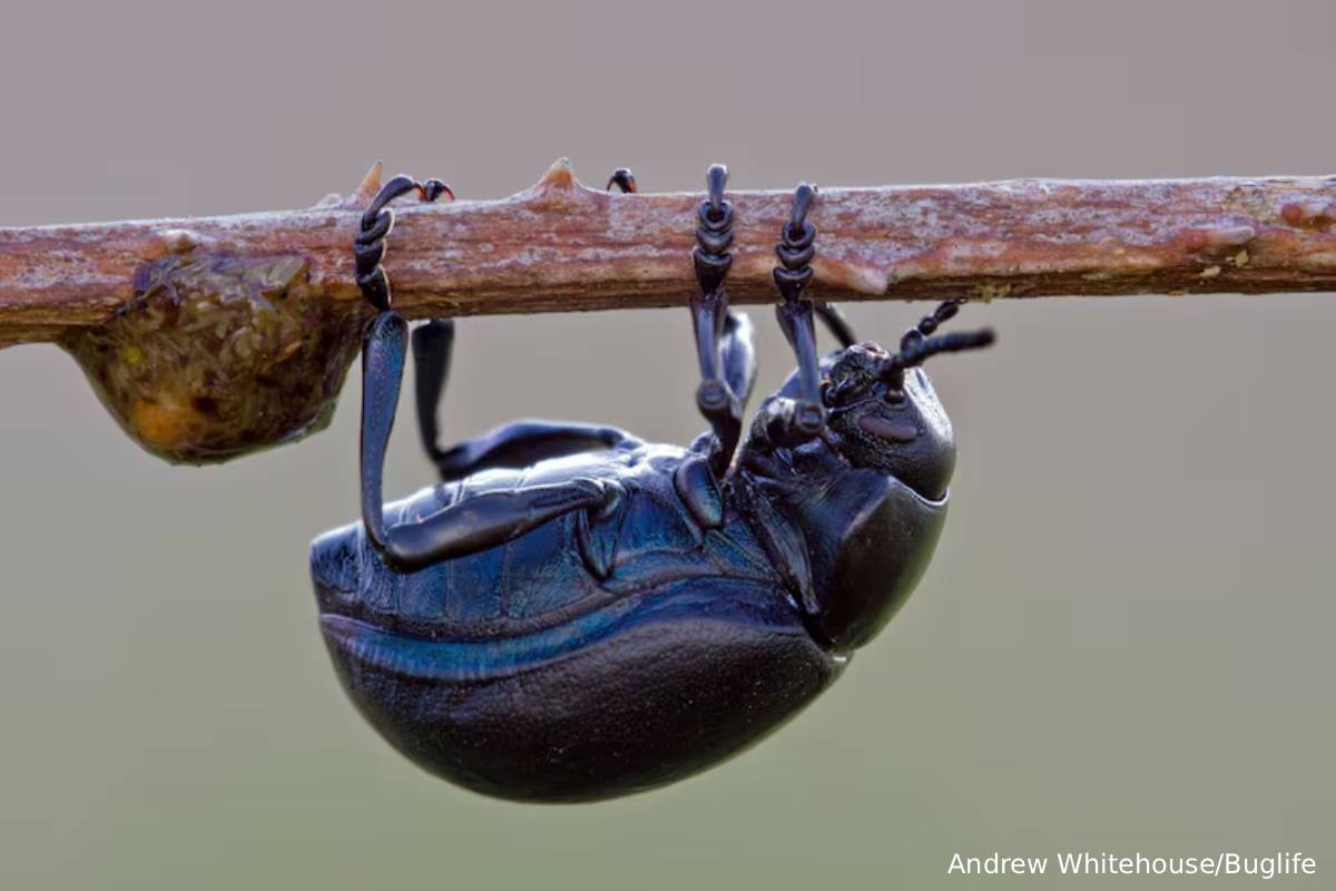 உலக நாடுகள் பலவற்றில் மாயமாகும் பூச்சி வகைகள் | Researcher Found Insects Decline Worldewide