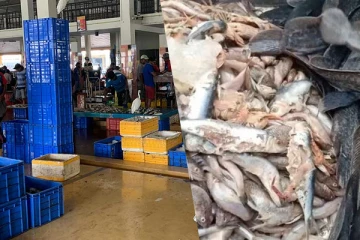 பேலியகொட மீன் சந்தையில் உண்பதற்கு பொருத்தமற்ற மீன் விற்பனை