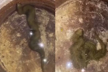 தண்ணீரில் ஊர்ந்து சென்ற வித்தியசமான உயிரினம்! குழப்பத்தில் நெடிசன்கள்