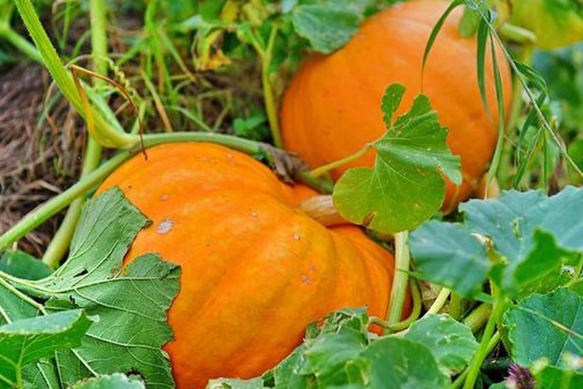 இந்தியாவின் தேசிய காய் என்று அழைக்கப்படும் காய்கறி.., எது தெரியுமா? | What Is The National Vegetable Of India In Tamil