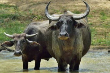 தமிழர் பகுதியில் ஐக்கிய மக்கள் சக்தி உறுப்பினர் ஒருவர் கைது