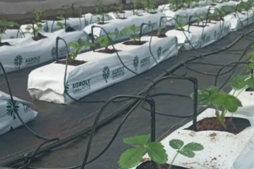 ලංකාවටත් ස්ට්‍රෝබෙරි ගම්මානයක්