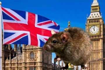 2-அடி நீளம்., பிரித்தானியாவில் பேரழிவை ஏற்படுத்திவரும் ராட்சத எலிகள்., மக்கள் கவலை