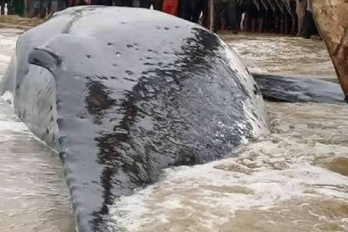 கொங்கோ கடற்கரையில் கரை ஒதுங்கிய இராட்சத திமிங்கிலம் | 12 Tonne Whale Washed Ashore On The Coast Of Congo கொங்கோ கடற்கரையில் கரை ஒதுங்கிய இராட்சத திமிங்கிலம் | 12 Tonne Whale Washed Ashore On The Coast Of Congo
