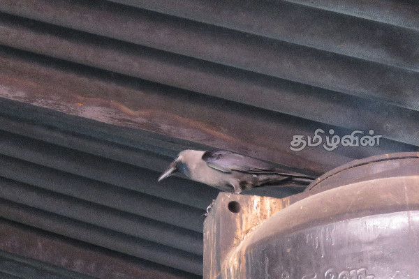 கரப்பான் பூச்சியுடன் கோழி பிரியாணி பார்சல் (Photos) | Unhealthy Food Batticaloa