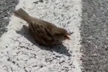 தாகத்தால் துடிக்கும் சிட்டுக்குருவி...இதயத்தைக் கனக்கச் செய்த பரிதாப காட்சி! ஓடி வந்து உதவிய நபர்