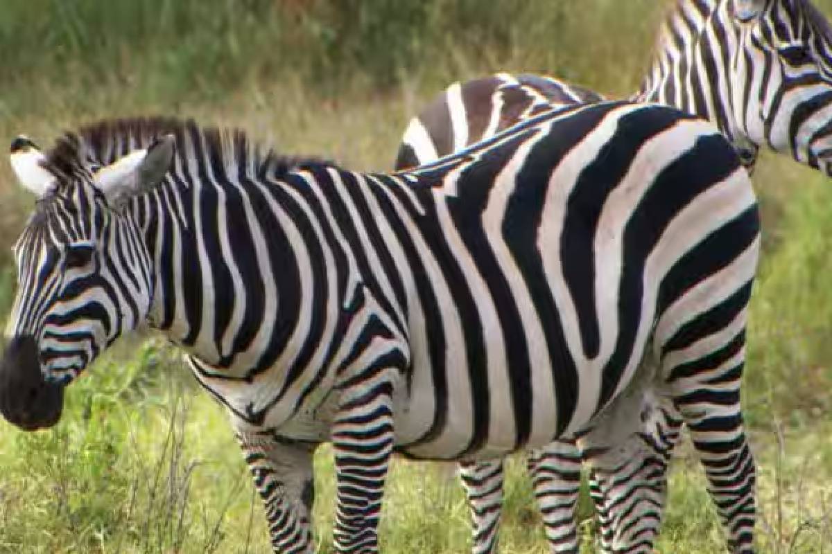 வரிக்குதிரைகளுக்கு கருப்பு - வெள்ளை கோடுகள் ஏன்? வியக்க வைக்கும் காரணம்! | What Is The True Color Of A Zebra Why Black White வரிக்குதிரைகளுக்கு கருப்பு - வெள்ளை கோடுகள் ஏன்? வியக்க வைக்கும் காரணம்! | What Is The True Color Of A Zebra Why Black White