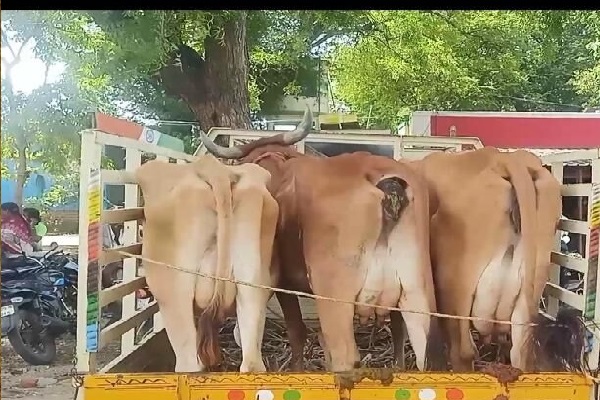 அதிகரித்துள்ள கறவை மாடுகள் திருட்டு - பால் தட்டுப்பாடு ஏற்படும் அபாயம் | Cattle Theft On The Rise