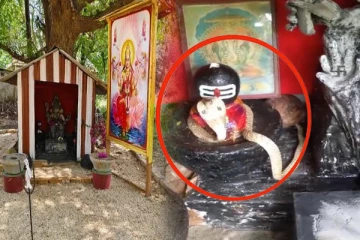 யாழில் சிவலிங்கத்தை சுற்றியிருக்கும் வெள்ளை நாகம்