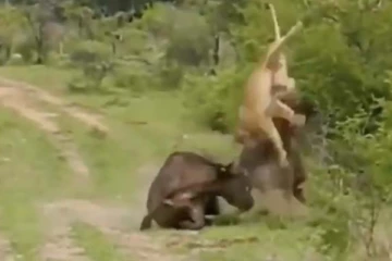 வேட்டையாட காத்திருந்த சிங்கம்! நொடியில் பந்தாடிய எருமை