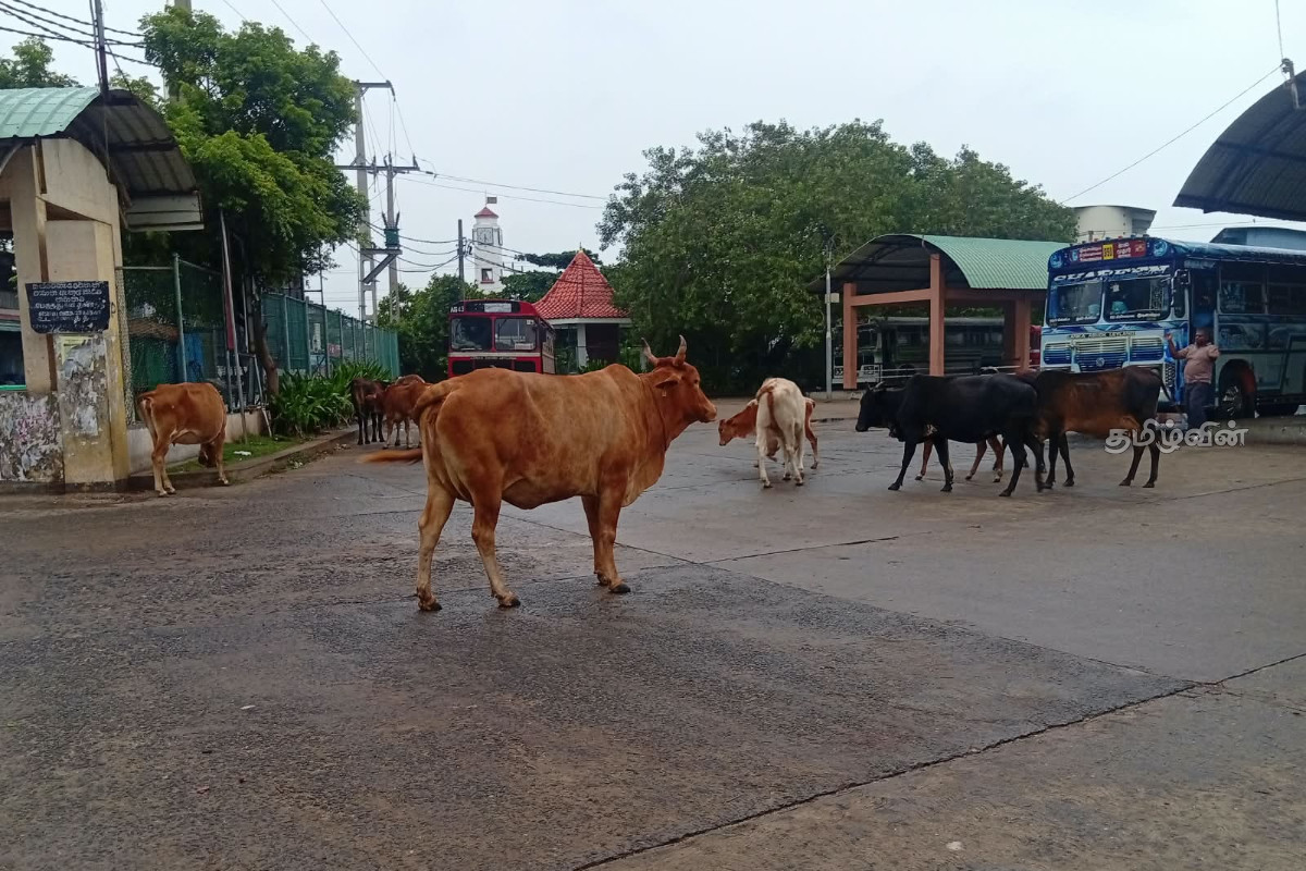 திருகோணமலை மத்திய பேருந்து நிலையத்தில் கட்டாக்காலி மாடுகளின் அட்டகாசம்! விடுக்கப்பட்டுள்ள கோரிக்கை | Cattle At The Trincomalee Central Bus Stand திருகோணமலை மத்திய பேருந்து நிலையத்தில் கட்டாக்காலி மாடுகளின் அட்டகாசம்! விடுக்கப்பட்டுள்ள கோரிக்கை | Cattle At The Trincomalee Central Bus Stand