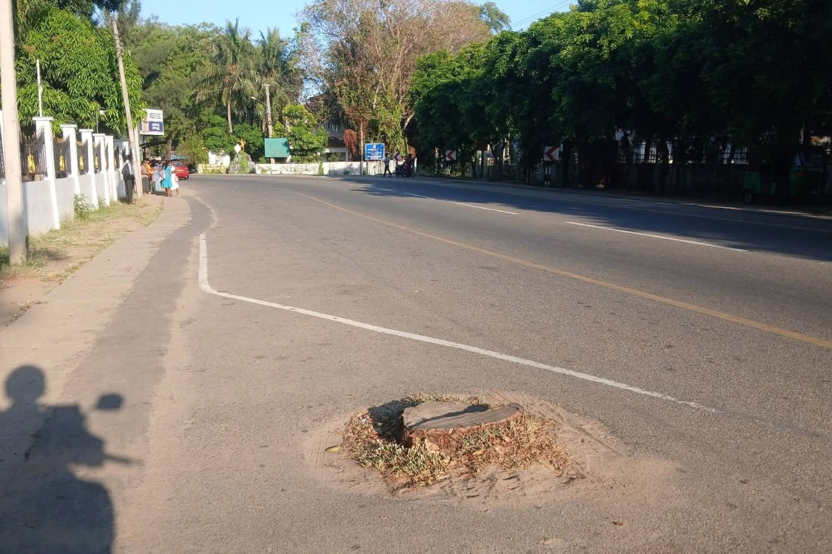 யாழ். மாவட்ட செயலகம் முன் மரத்தின் அடி பாகம் - மக்கள் விசனம் | Base Of The Tree In Front Of The Jaffna