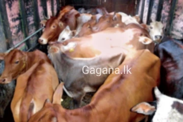 හරක් 09ක් ප්‍රවාහනය කළ පිරිසක් කොටුවෙයි.. කලක සිට කරපු මහා පරිමාණ ජාවාරමකුත් හසුවේ....