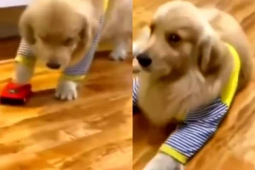 பொம்மைகார் மோதியதில் உயிரிழந்த நாய்: குறும்பின் உச்சக்கட்டம்!